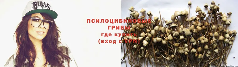 Псилоцибиновые грибы GOLDEN TEACHER  Пудож 